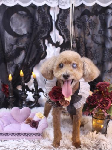 20231006ショコラくん